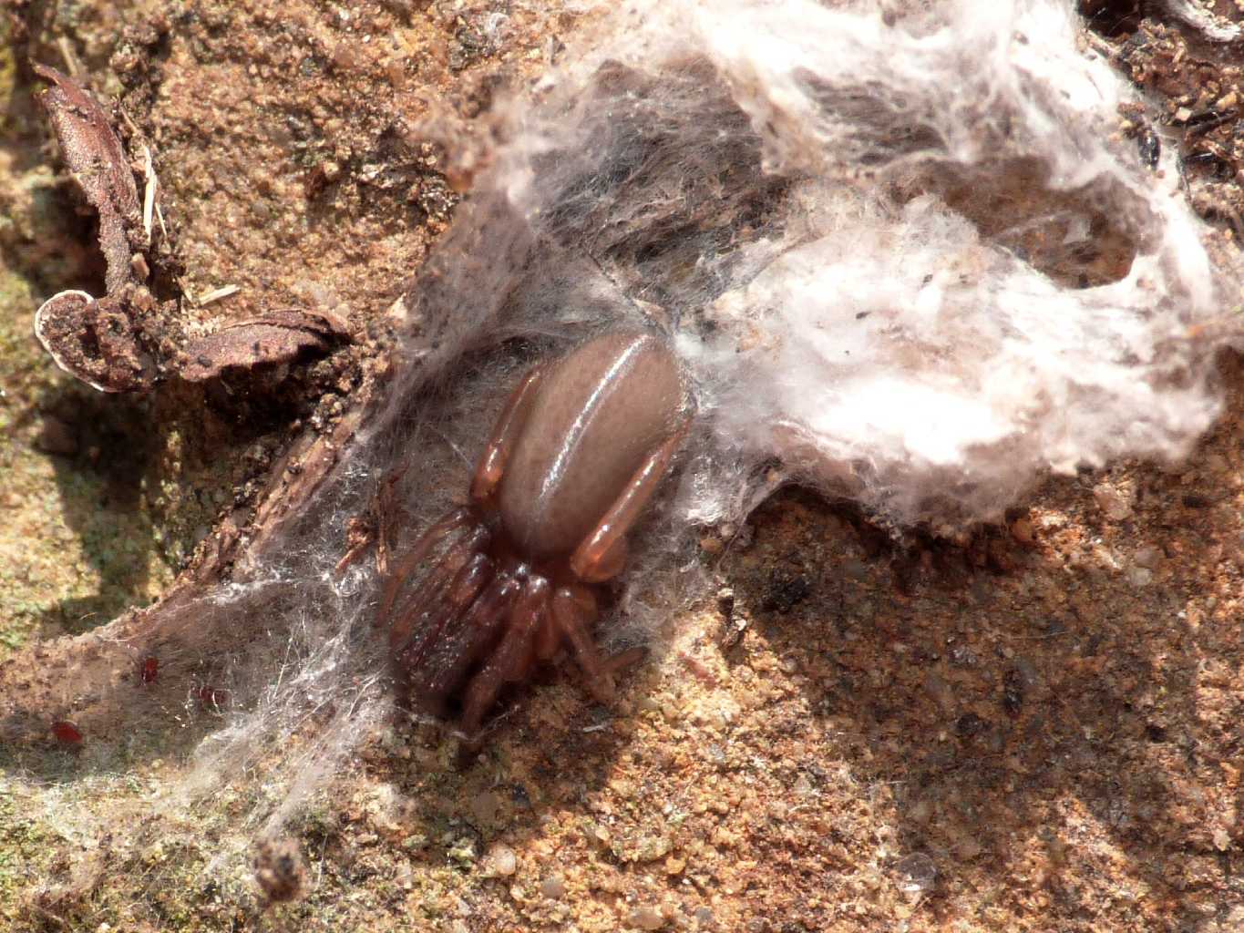 Ragnetto misterioso (Ariadna insidiatrix?) - S. Severa (RM)